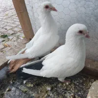 دمسیا دمزرد