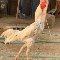 خروس لاری عروسک|حیوانات مزرعه|تهران, سعیدآباد|دیوار