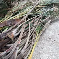 فروش پیش نخل امسال (برگ نخل)
