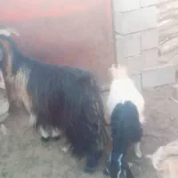 بز چاق و سرحال