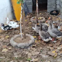 غاز محلی بالغ درشت سالم سرحال|حیوانات مزرعه|نوشهر, |دیوار