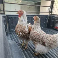 مرغ و خروس ویاندوت اورنج آمریکایی