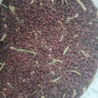 لوبیا قرمز