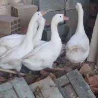 غوغاز دورگه|حیوانات مزرعه|نکا, |دیوار