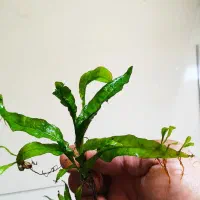 گیاه جاوا|ماهی|اصفهان, خواجه عمید|دیوار