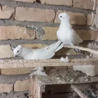 نرومادهدمسیاهکاکلیپرپا|پرنده|قنوات, |دیوار