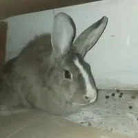 خرگوش|موش و خرگوش|فارسان, |دیوار