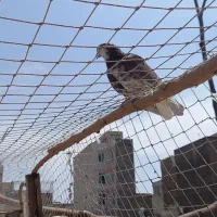 گمشده