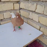 کبوتر زرددم سفید ماده