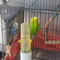 یک جفت مرغ عشق