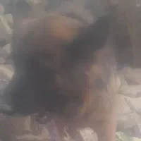 ژرمن شپرت اصلی|سگ|سبزوار, قاضی زاد|دیوار