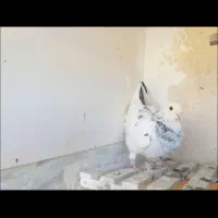 کفتر تو دمدار پس گردنی و شهرستانی|پرنده|شهریار, شهریار|دیوار