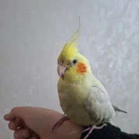 عروس هلندی گمشده