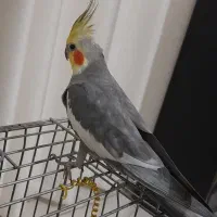 عروس هلندی نر