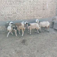 ۵رس بره ماده تخمی