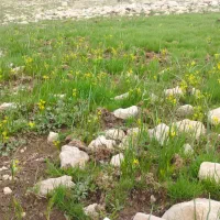 گیاه برای بچه و تعیین جنسیت