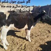 فروش گوساله و گاو هلشتاین|حیوانات مزرعه|بیرجند, |دیوار