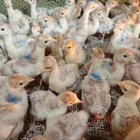 جوجه بوقلمون بوربون و برنز از 3روزه تا45روز چناران|حیوانات مزرعه|مشهد, توس|دیوار