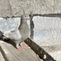 سینه سوسنی ماده