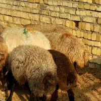 میش بره دار و آبستن سنگین