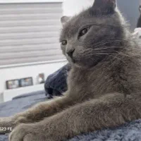 گربه راشن بلو