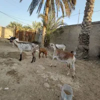 چند بز داشتی|حیوانات مزرعه|خمیر, |دیوار