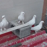 کبوتر بوشهری اصل