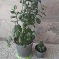 گل قاشقی و کاکتوس