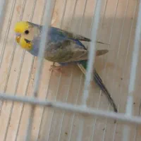 مرغ عشق رینبو درجه یک