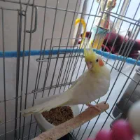 عروس هلندی جفت