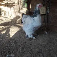 مرغ خروس وارداتی اصل برهما|حیوانات مزرعه|بانه, |دیوار