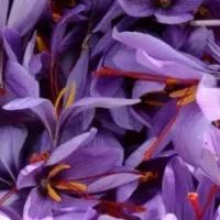 گل زعفران تازه تربت