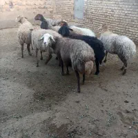 میش گله|حیوانات مزرعه|سبزوار, قصبه شرقی|دیوار