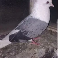 نر عروسک