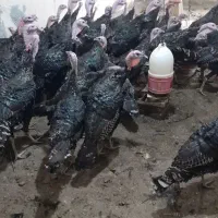 بوقلمون سیاه اصل ارگانیگ