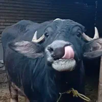 گاومیش بچر اصیل