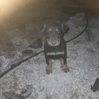 واگذاری دوبرمن