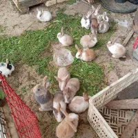 حیوانات مزرعه