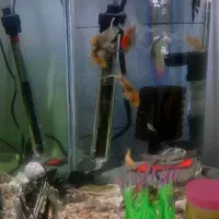 اکواریوم سالم باماهی|ماهی|سرخه حصار, |دیوار