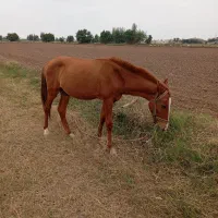 اسب