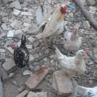 فروش مرغ گلین وخروس وبوقلمون واردک اسرائیلی|حیوانات مزرعه|پیر بکران, |دیوار