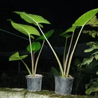 بابا آدم|گل و گیاه طبیعی|پردیس, فاز ۲|دیوار