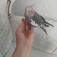 عروس هلندی دونخور