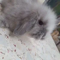 خرگوش لوپ اصیل|موش و خرگوش|تاتار علیا, |دیوار