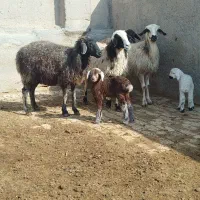 شیشک میش|حیوانات مزرعه|بوئین زهرا, |دیوار