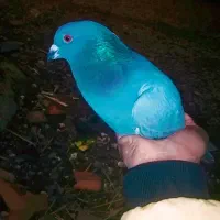 کبوتر سبز نر