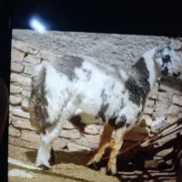 سگ پیدا کردم