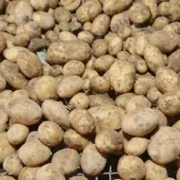 سیب زمینی درجه یک