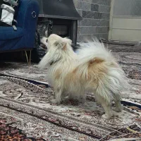 سگ پامر|سگ|نجف‌آباد, یزدانشهر|دیوار