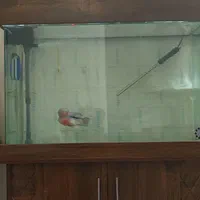 فلاور تایلندی